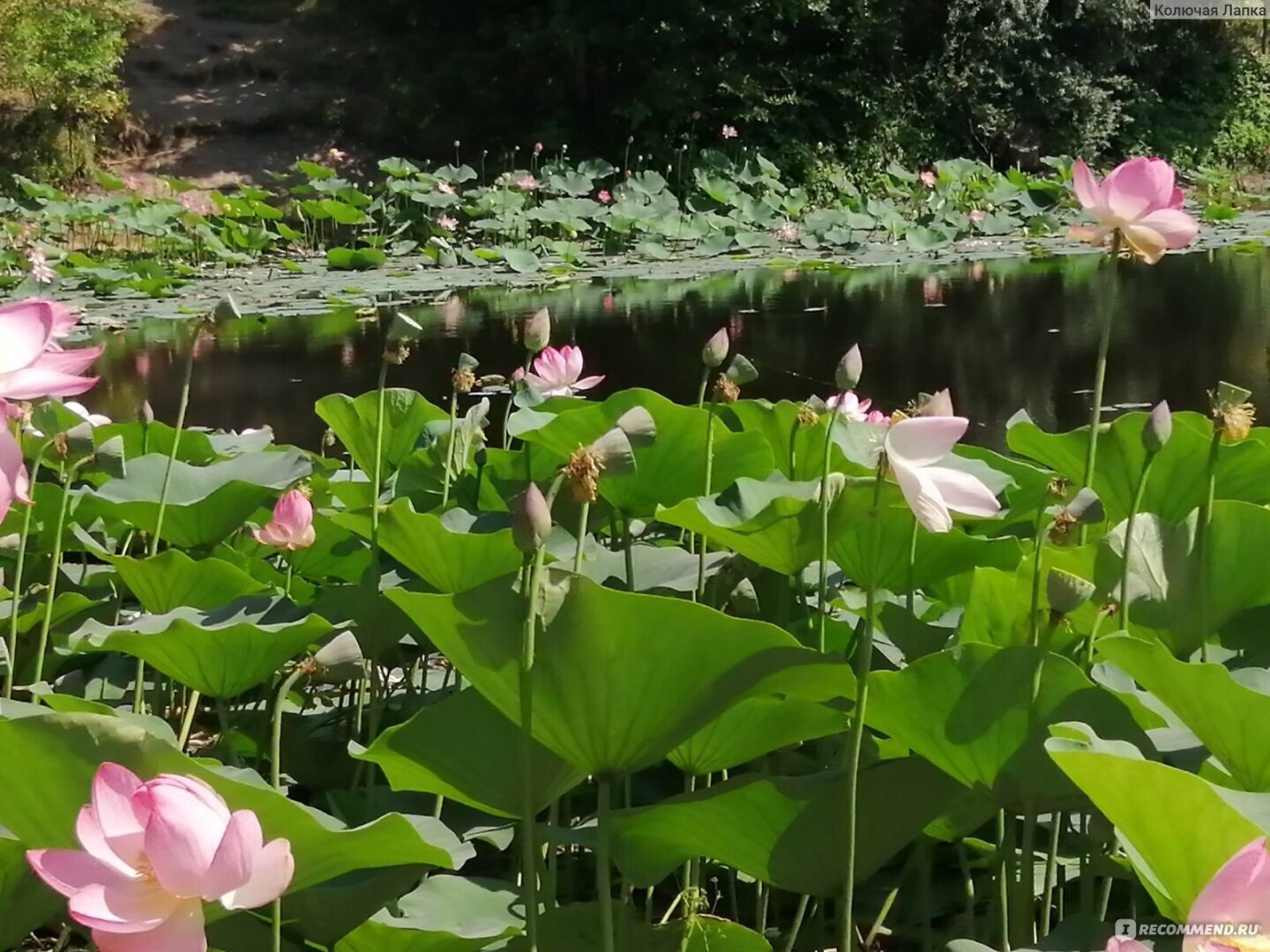 Хутор Лебяжья Поляна.