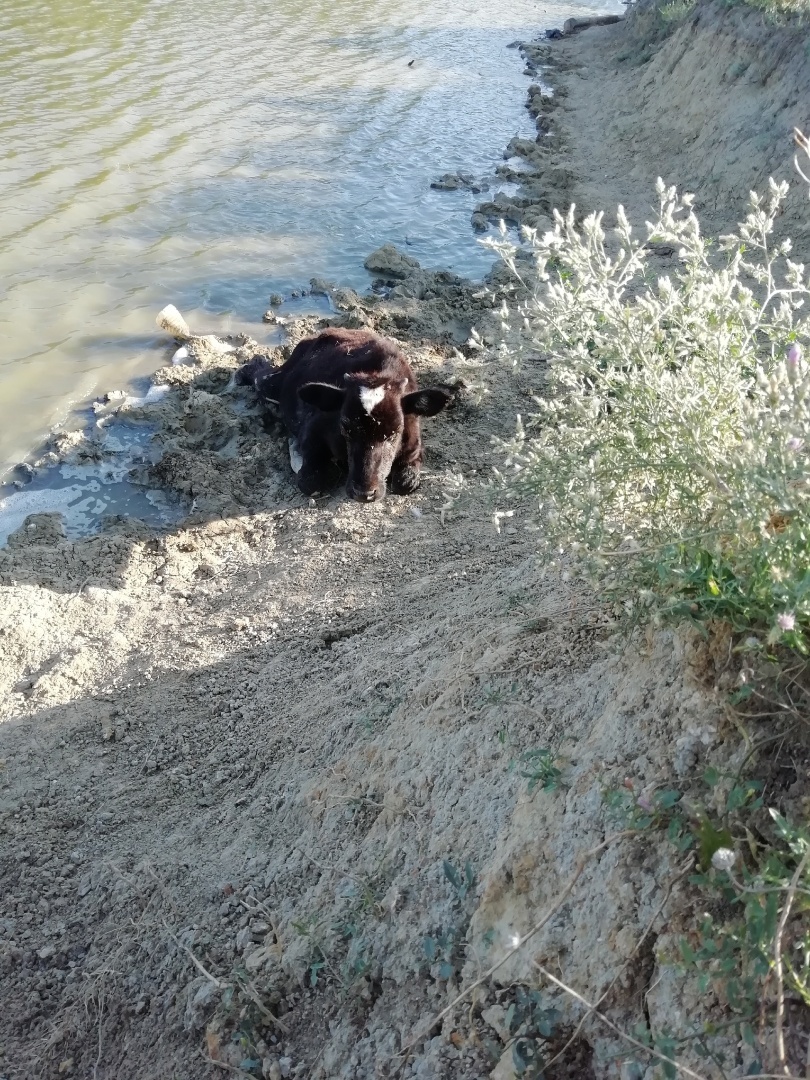 Падеж животных. Жестокое обращение.