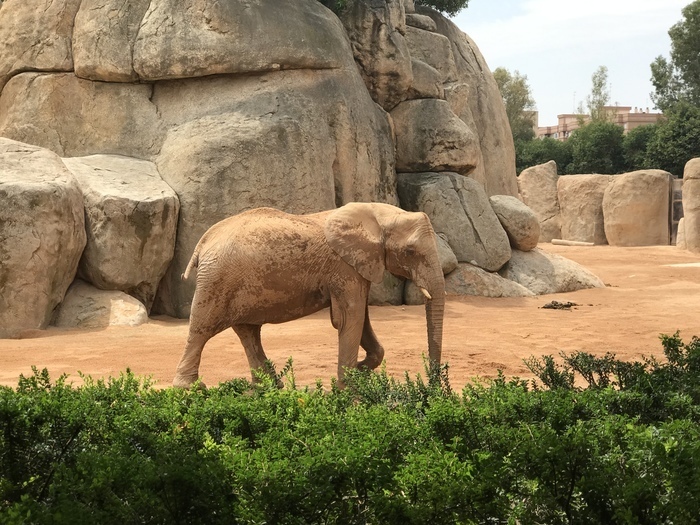 Не только человеческие дети нуждаются в тепле и ласке матери.