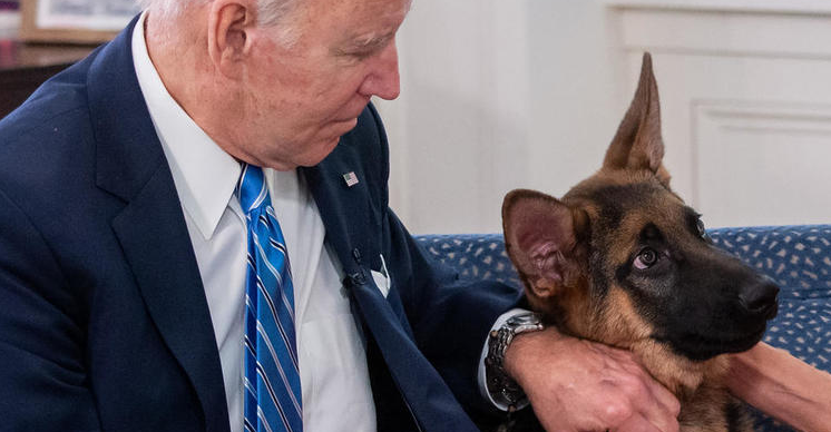 США: собаку белого дома обвинили в «слишком агрессивном» поведении