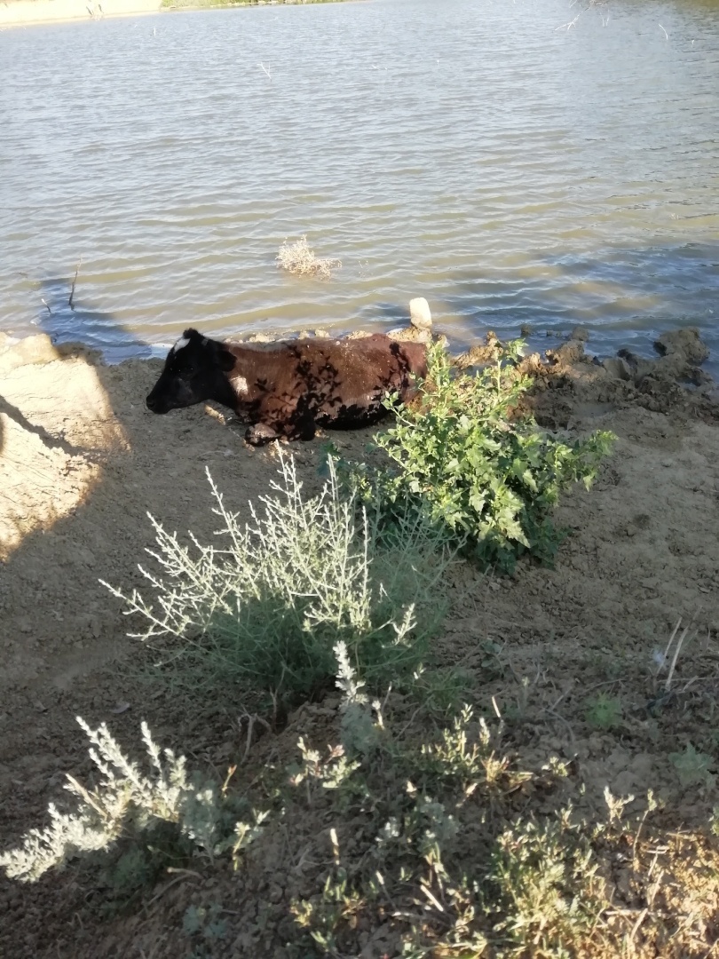 Падеж животных. Жестокое обращение.