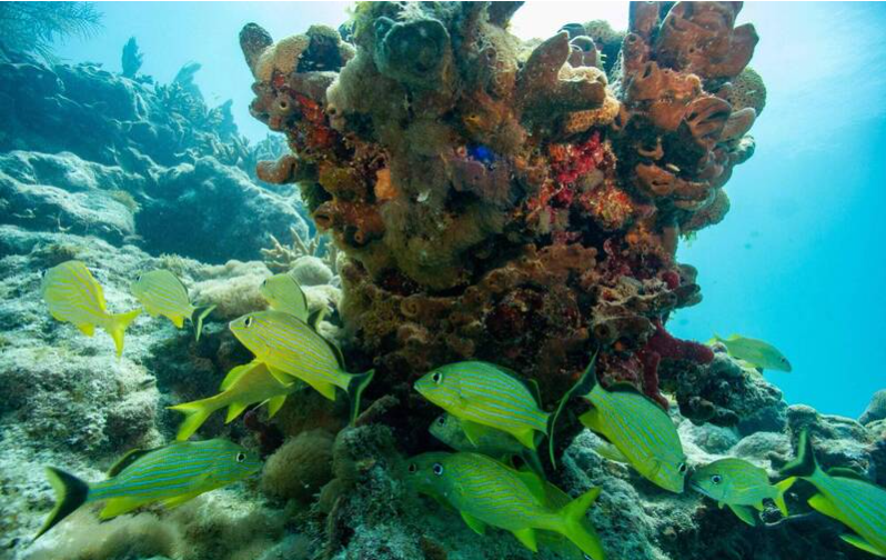 Играть с водой — все равно, что мокнуть в супе! Температура морской воды во Флориде подскочила до 38 градусов, США могут установить рекорд