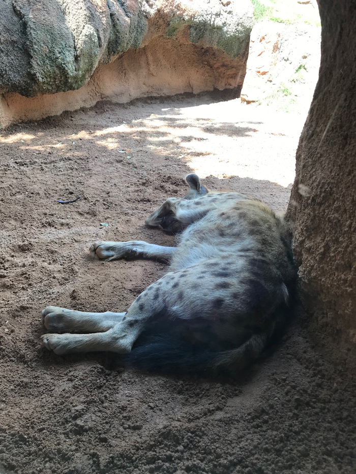 Не только человеческие дети нуждаются в тепле и ласке матери.