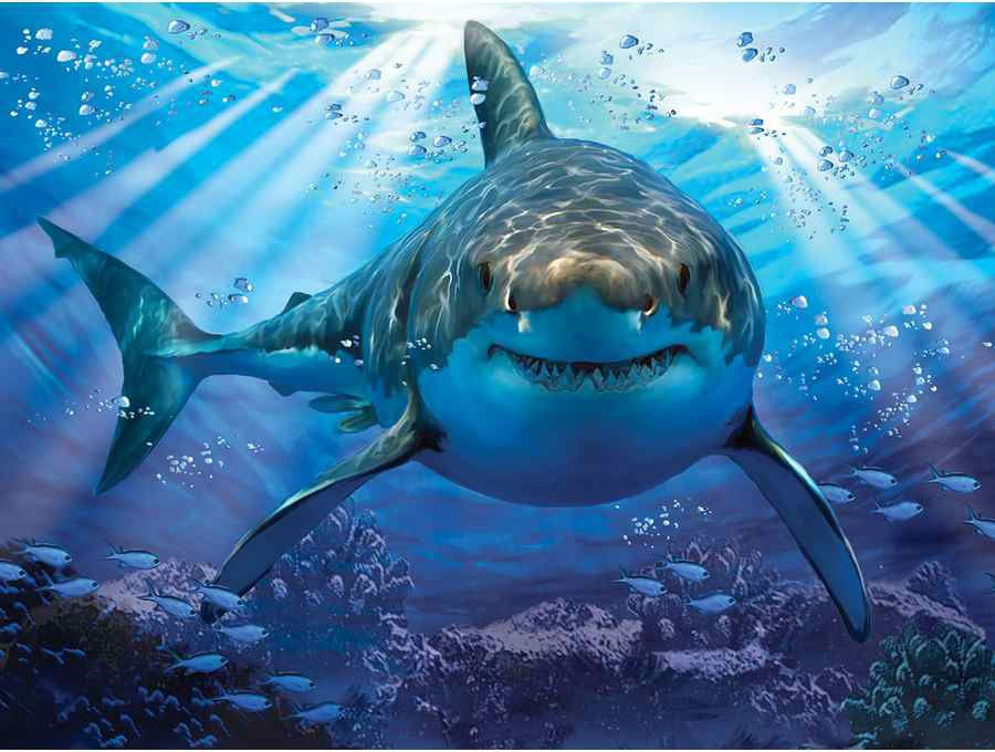 Акула в Черном море: вопрос безопасности или просто миф?