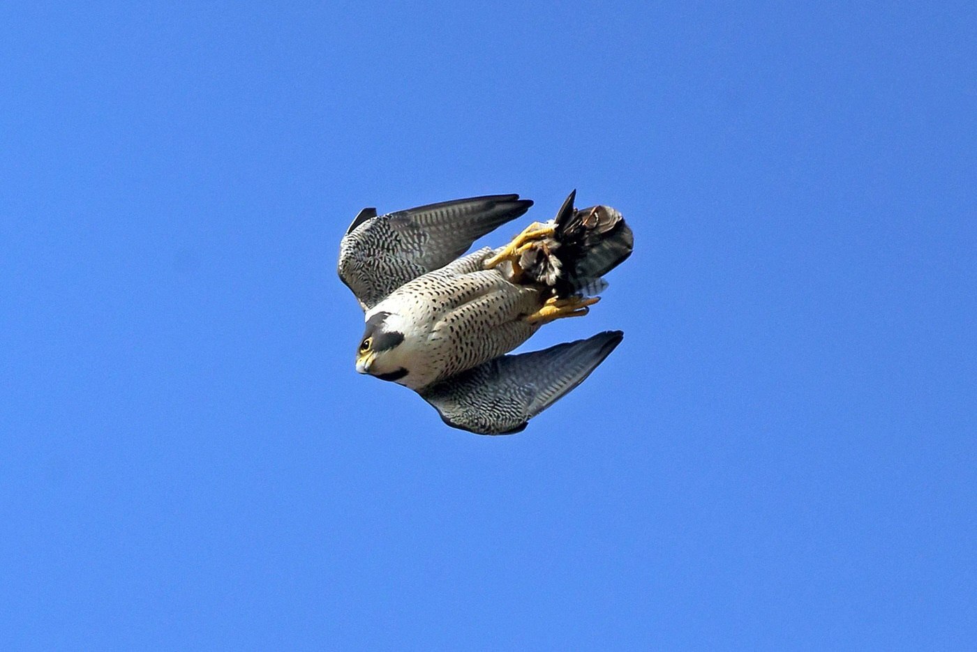 Peregrine falcon manchester nh