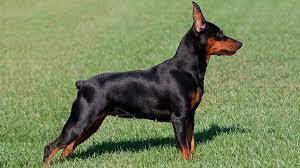 Какую собаку лучше выбрать для квартиры, чтобы не было проблем. Лучшие породы собак для квартиры