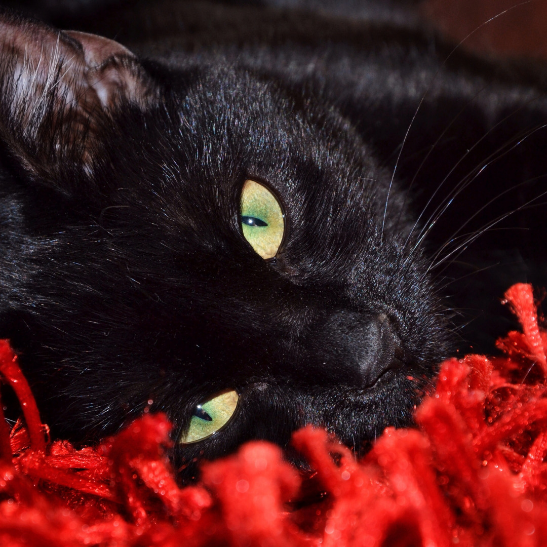 В Думе предложили обязать некоторых владельцев собак и кошек платить налоги