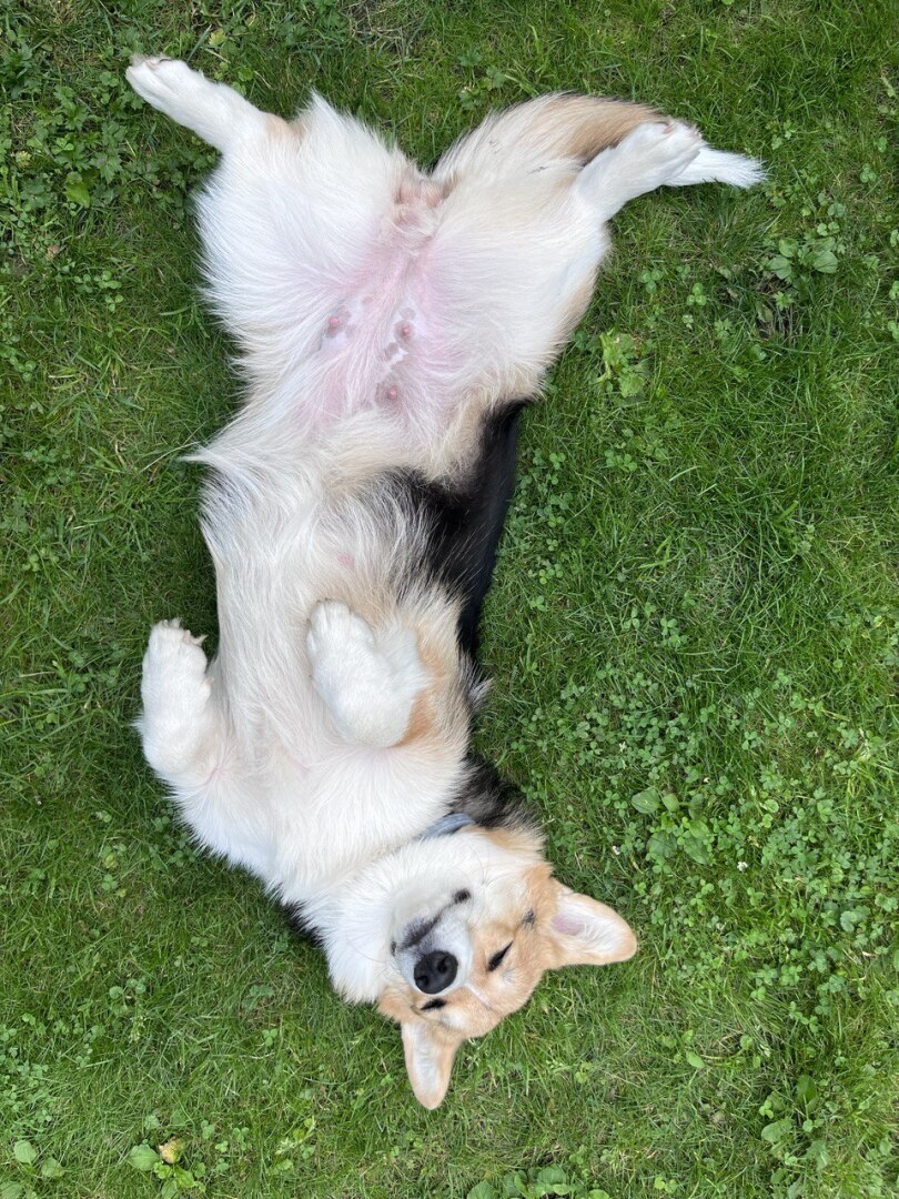 Удивительная история девочки-корги: от милого щенка до настоящей звезды