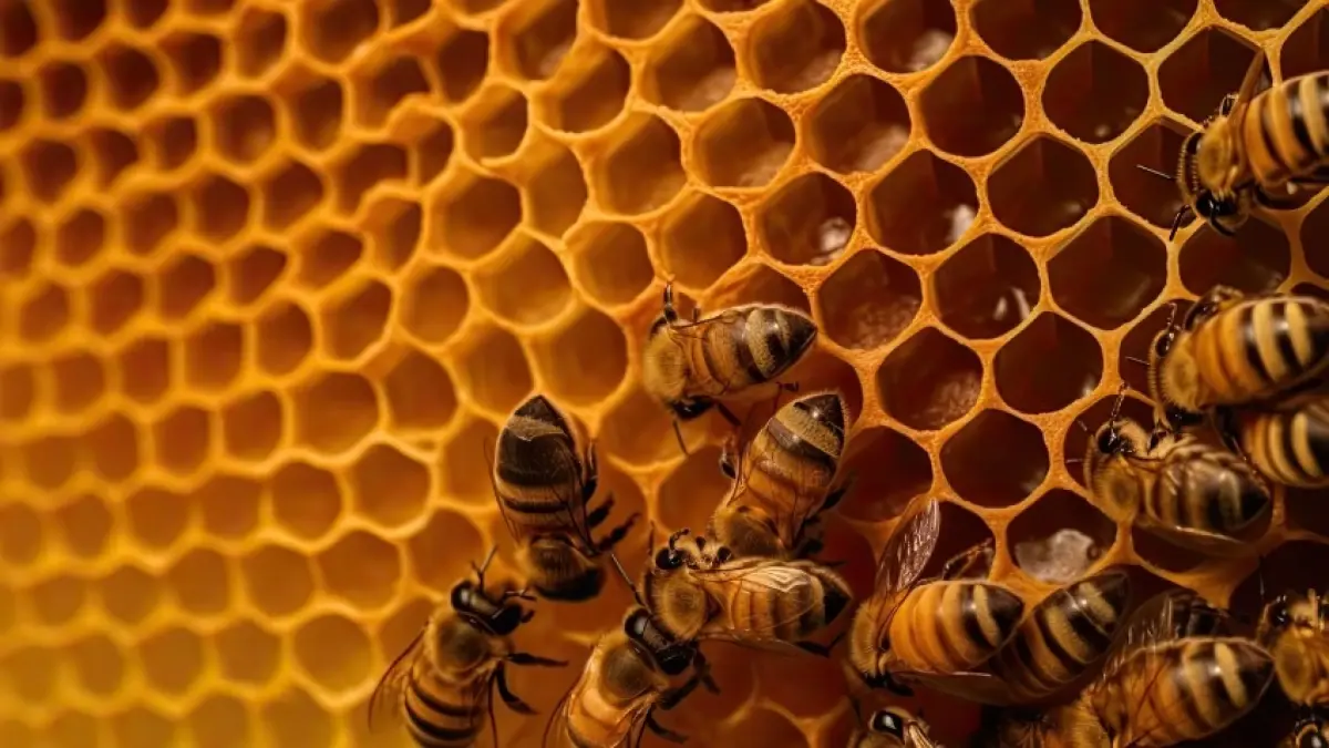 Учёные выяснили, как пчёлам удаётся строить соты разного размера