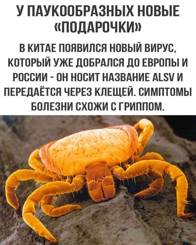 Корона нового образца.Ох уж эти вирусы.Опять не без Китая?