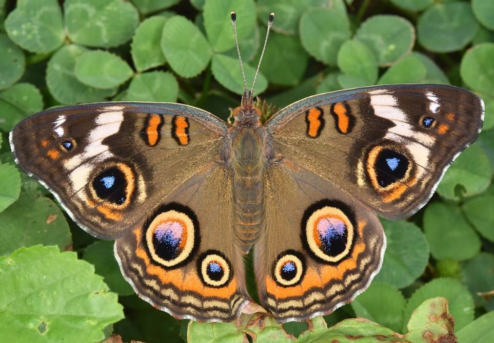 Топ-10 самых красивых бабочек в мире