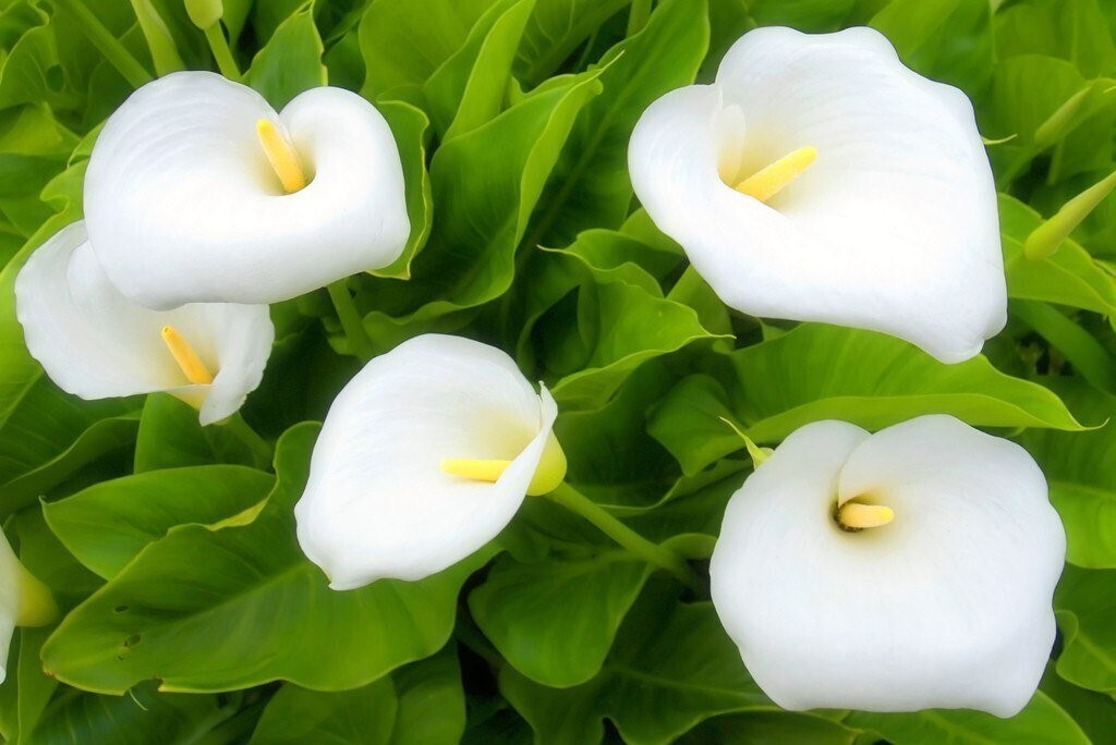 Что чувствуют цветы