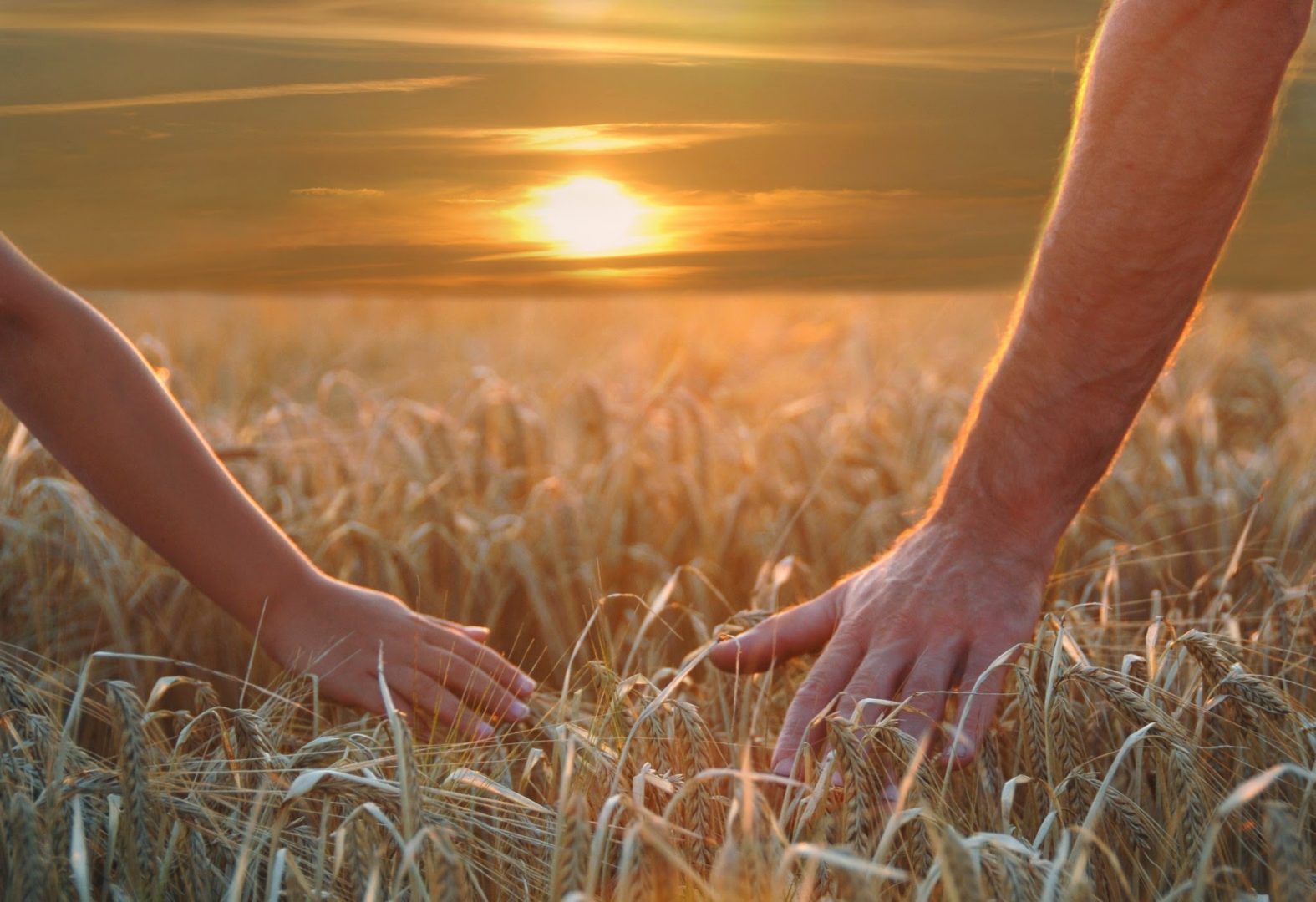 Что будет тем. Берегите друг друга. Пшеничное поле человек. Берегите друг друга любите. Любите цените и берегите друг друга.