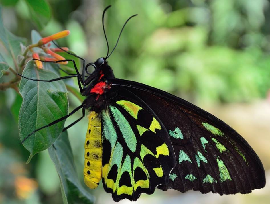 Топ-10 самых красивых бабочек в мире