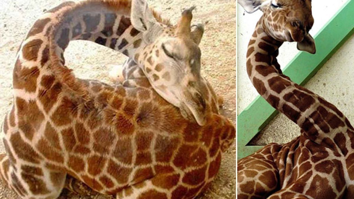 Как спит жираф (63 фото)