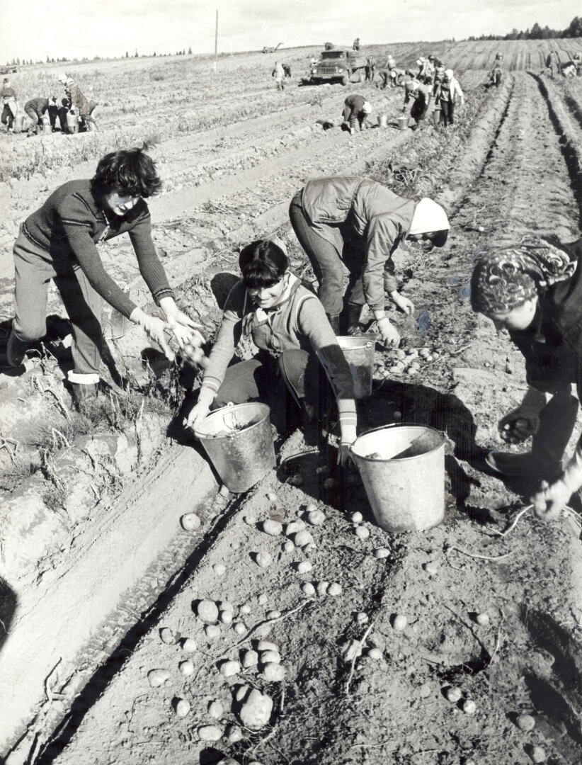 Незабываемая жатва: как студенты в СССР участвовали в сборе урожая на селе. А Вам доводилось бывать на таком мероприятии ?