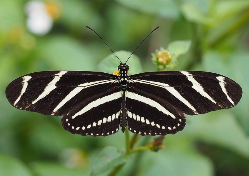 Топ-10 самых красивых бабочек в мире