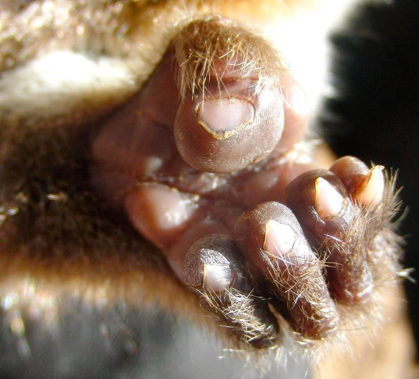 Голубоглазый лемур- предположим предок человека?