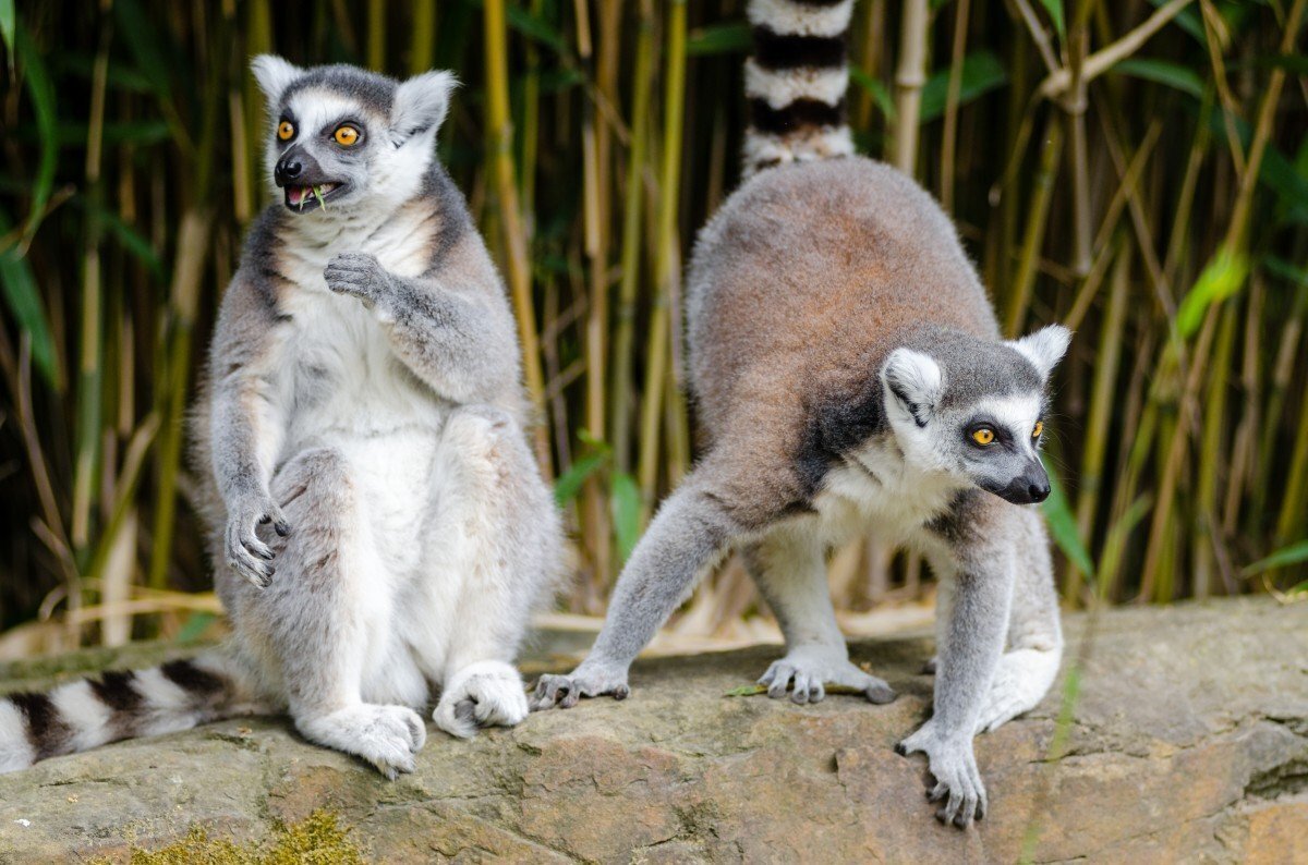 Голубоглазый лемур- предположим предок человека?