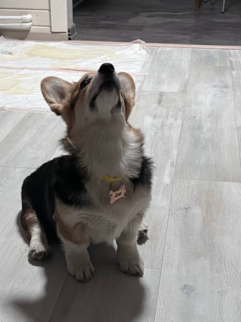 "Волшебные приключения Корги-дивы: В поисках внимания и детской любви"