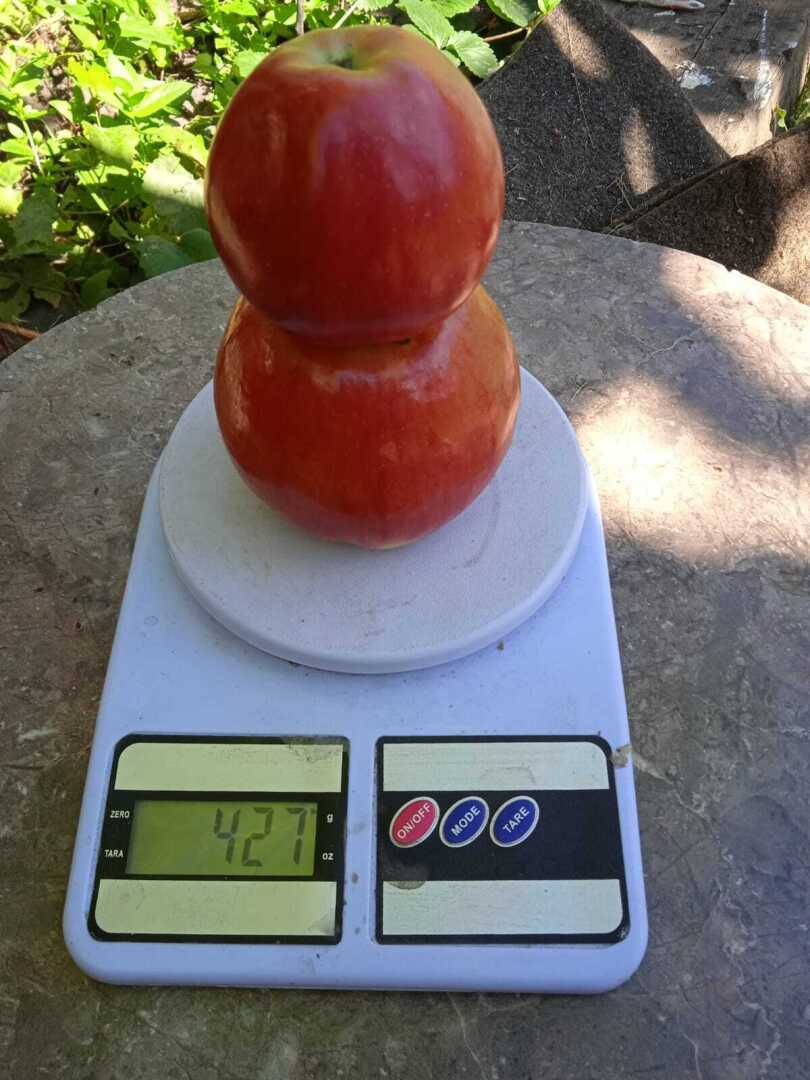 Хотите крупных яблок? Сажайте Жигулевское