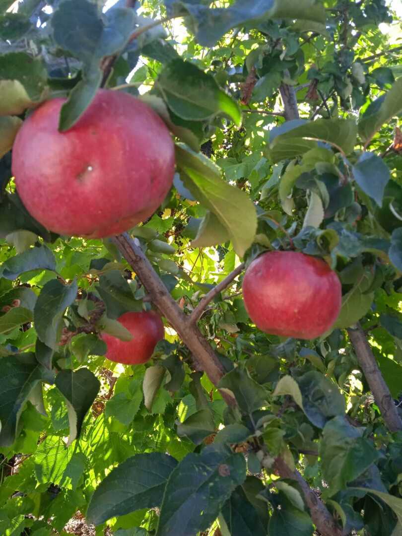 Хотите крупных яблок? Сажайте Жигулевское
