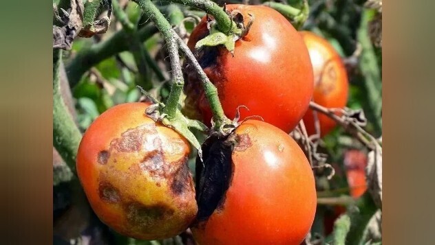 Подкормка помидоров, чтобы они не болели и был большой урожай!