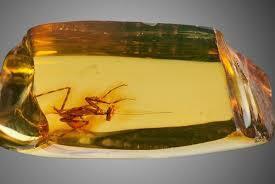 Янтарь - удивительно интересный камень,вернее не камень, а ископаемая смола. "Слезы моря", "Дар солнца"...