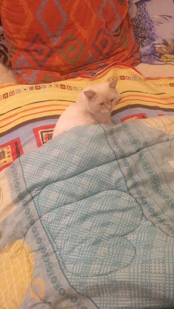 Необыкновенный кот Боец