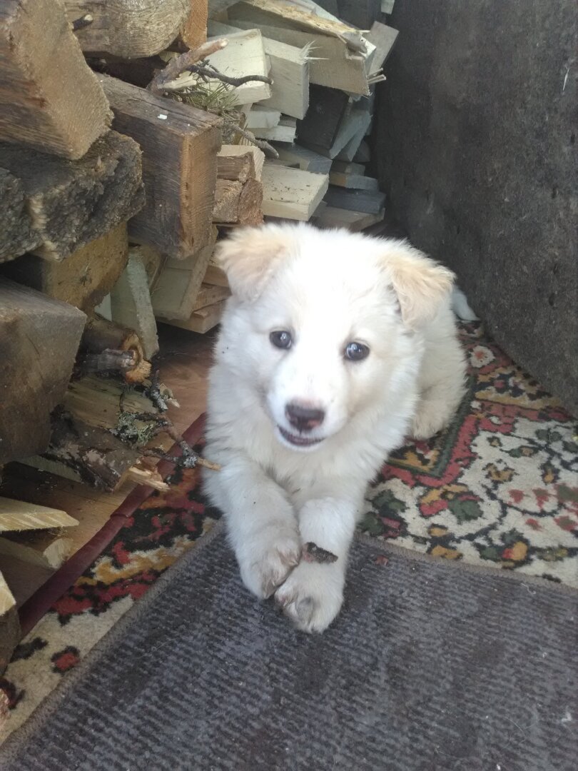 Все, что вам нужно знать о кормлении вашего щенка