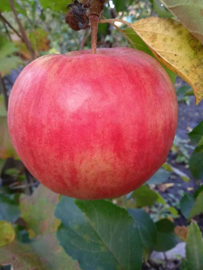 Хотите крупных яблок? Сажайте Жигулевское