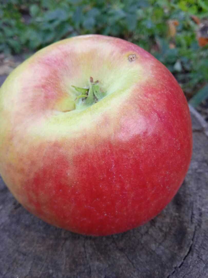 Хотите крупных яблок? Сажайте Жигулевское