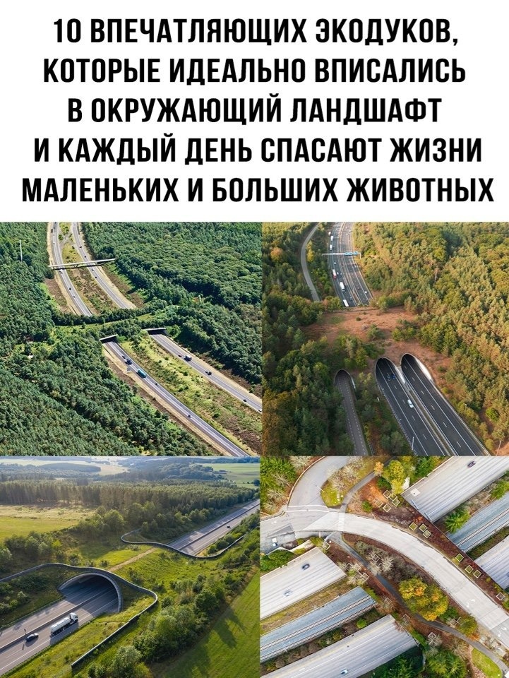 Забота о животном мире.