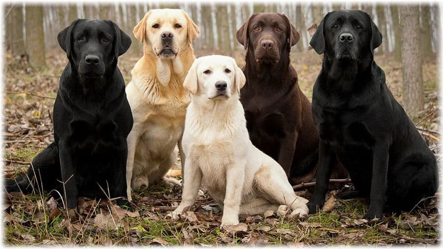 Бойцовские собаки и бабушки