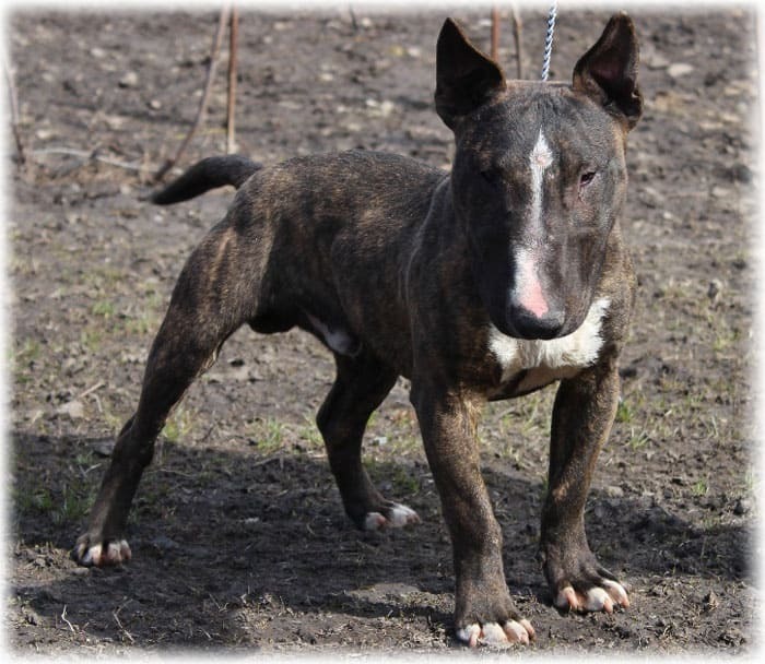 Бойцовские собаки и бабушки