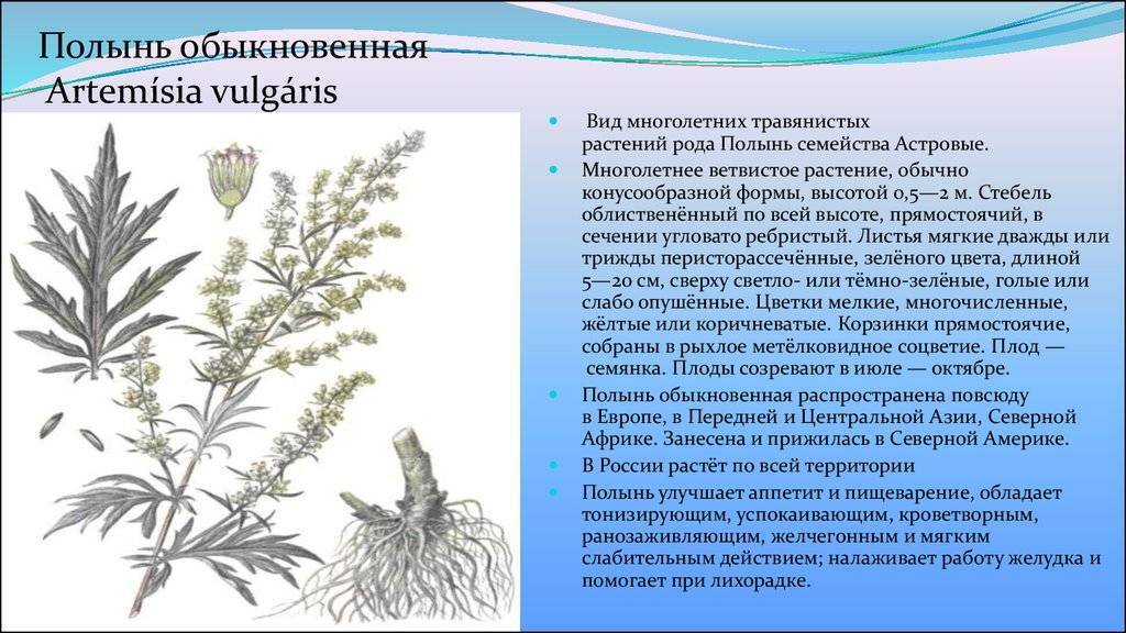 Полынь: лекарственная трава против паразитов и рака