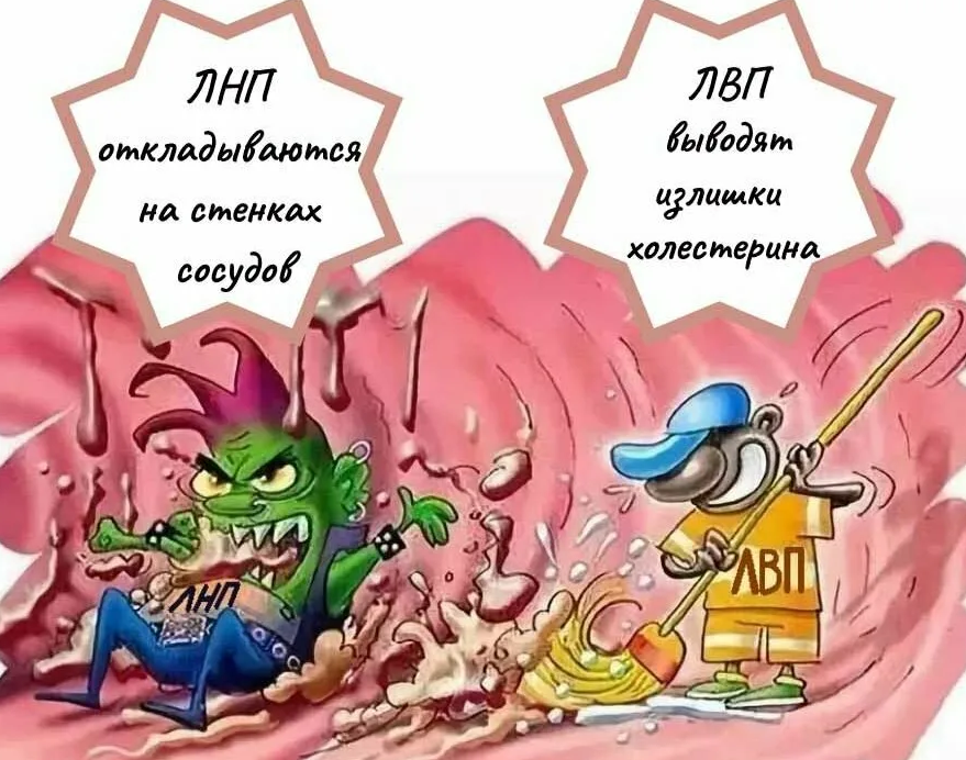 Холестерин – что это такое и когда его нужно бояться