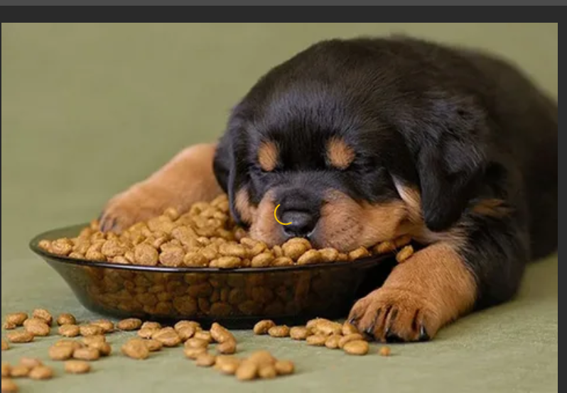 Как кормить щенка. График + 11 советов по кормлению
