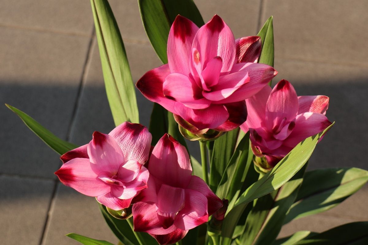 У куркумы много заявленных полезных свойств. Подтверждает ли наука хоть одно из них?