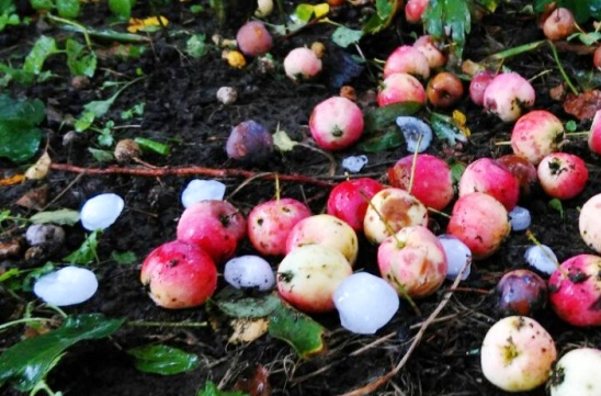 В Краснодарском крае выпал град размером с яблоко !