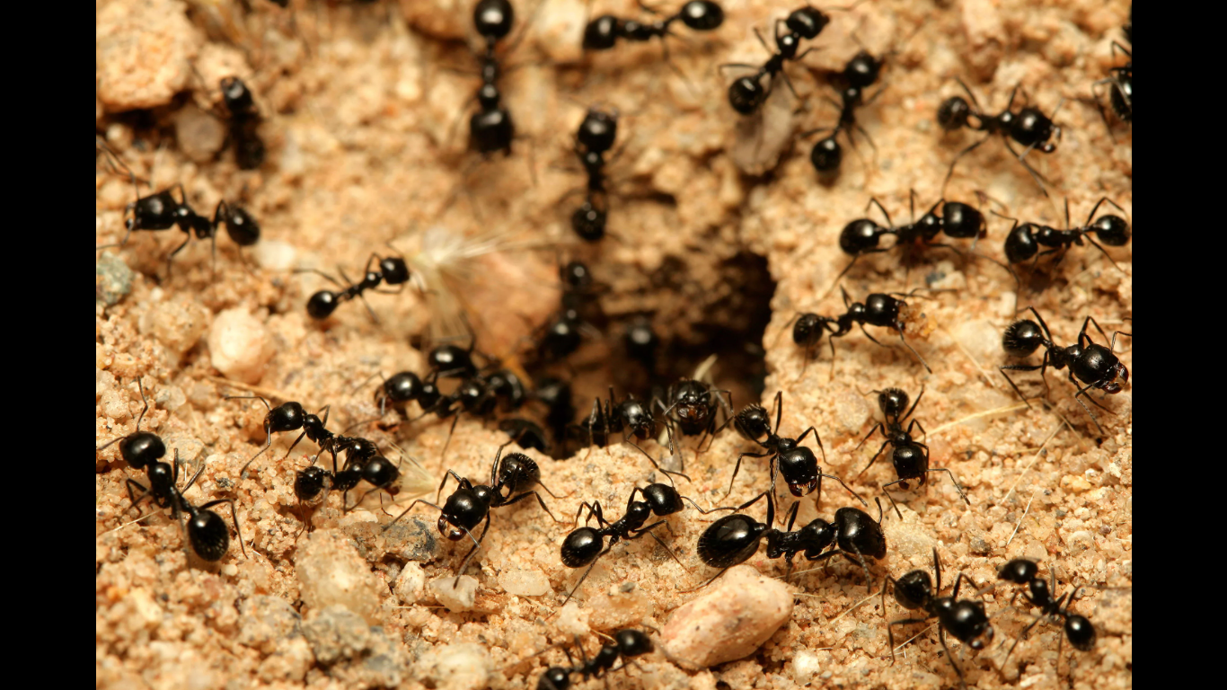 Кто-то жаловался на муравьёв. Избавление за один раз,