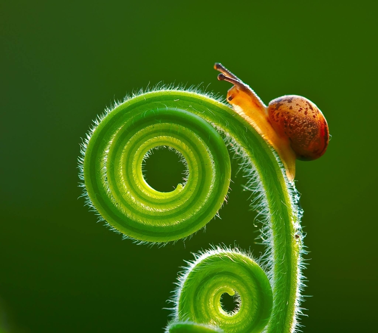 "Мир в миниатюре: Удивительное разнообразие природы в незаметных масштабах"