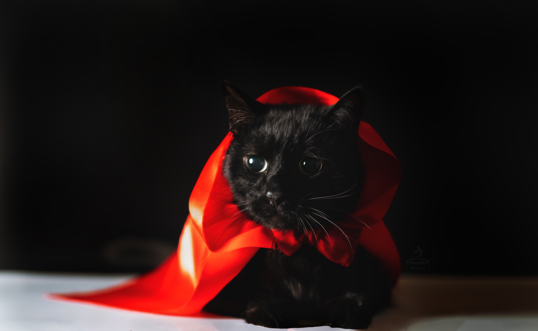 10 лет назад я украла кота. Нет, мне не стыдно!