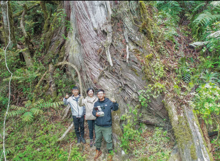 Посмотрите на новое самое высокое дерево в Азии, кипарис высотой 102 метра