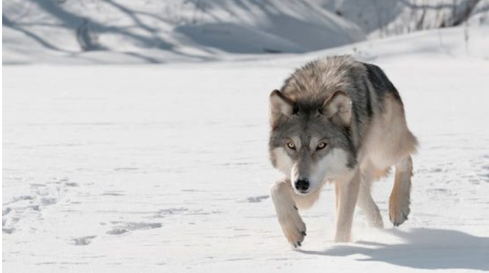 История серого волка. Серый волк, предок наших собак