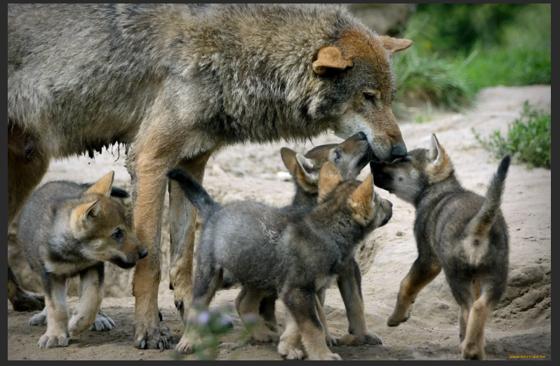 История серого волка. Серый волк, предок наших собак