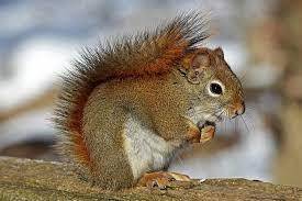 Белки - красивые и ловкие!