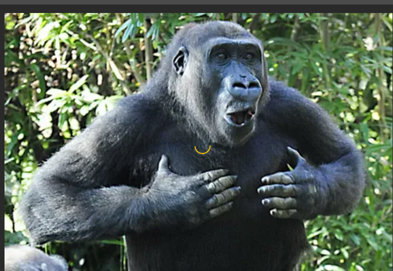 Почему гориллы бьют себя в грудь? Думаете, гориллы бьют себя в грудь, ну, просто чтобы побить себя в грудь? За этим избиением стоит цель