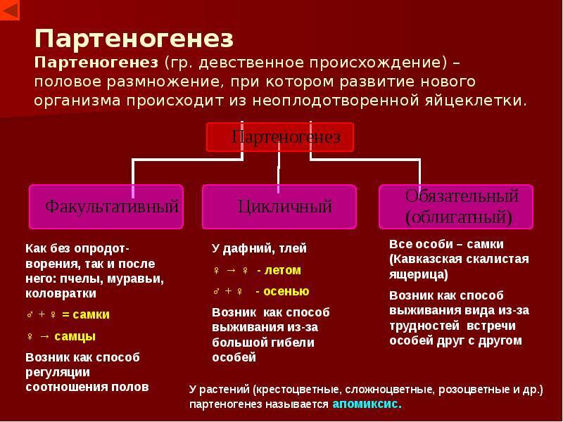 Партеногенез что это?