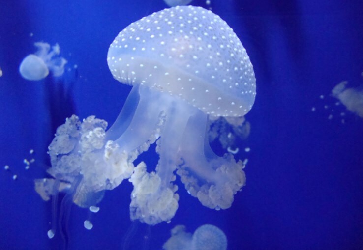 Самые странные существа на Земле